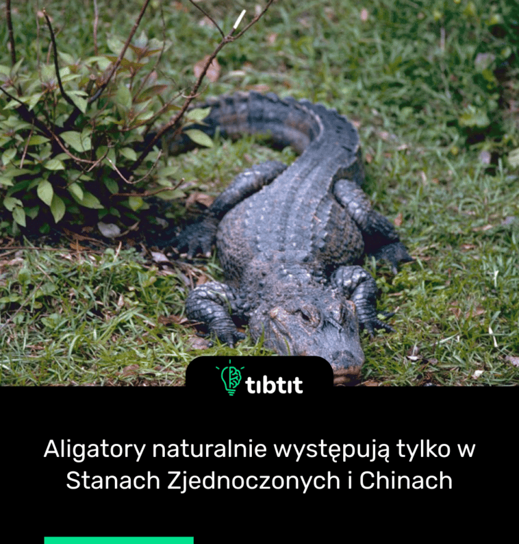 Aligatory naturalnie występują tylko w Stanach Zjednoczonych i Chinach