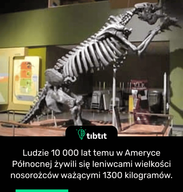 Ludzie 10 000 lat temu w Ameryce Północnej żywili się leniwcami wielkości nosorożców ważącymi 1300 kilogramów.