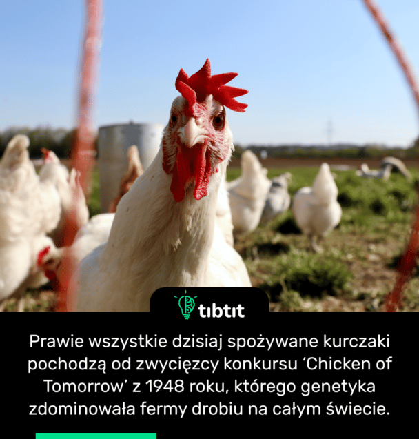 Prawie wszystkie dzisiaj spożywane kurczaki pochodzą od zwycięzcy konkursu ‘Chicken of Tomorrow’ z 1948 roku, którego genetyka zdominowała fermy drobiu na całym świecie.