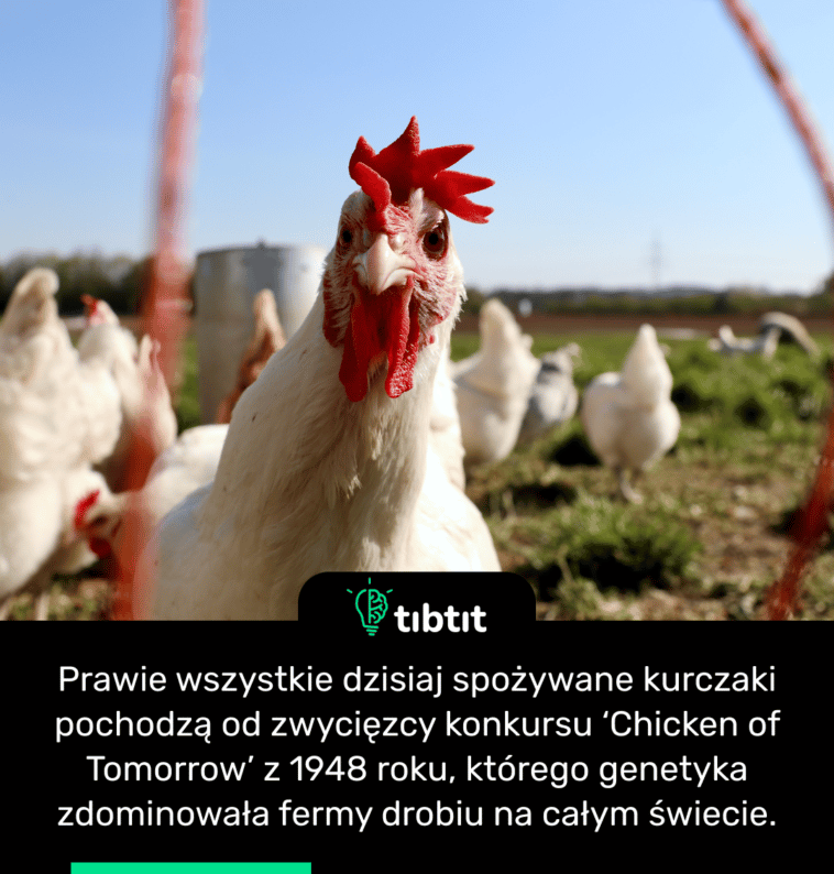 Prawie wszystkie dzisiaj spożywane kurczaki pochodzą od zwycięzcy konkursu ‘Chicken of Tomorrow’ z 1948 roku, którego genetyka zdominowała fermy drobiu na całym świecie.