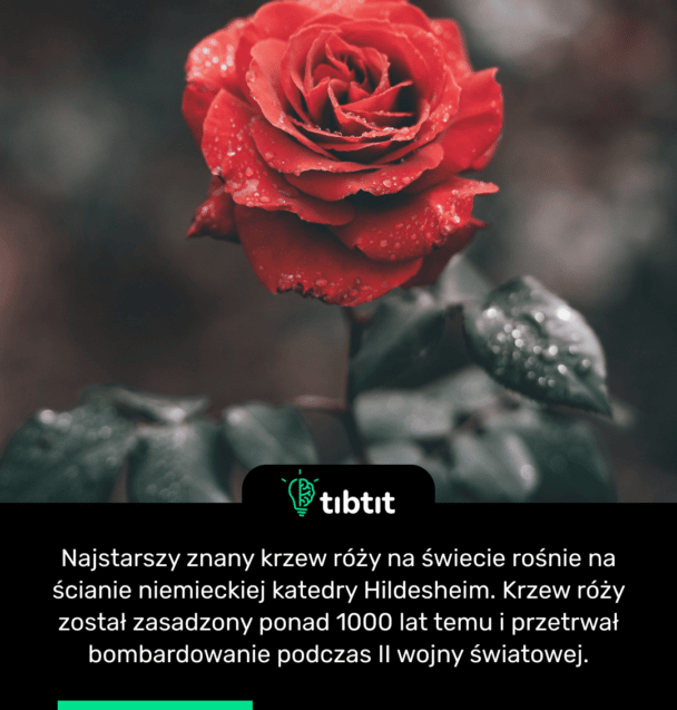 Najstarszy znany krzew róży na świecie rośnie na ścianie niemieckiej katedry Hildesheim. Krzew róży został zasadzony ponad 1000 lat temu i przetrwał bombardowanie podczas II wojny światowej.