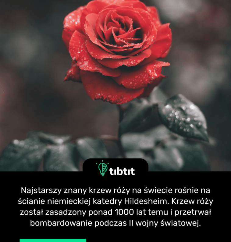 Najstarszy znany krzew róży na świecie rośnie na ścianie niemieckiej katedry Hildesheim. Krzew róży został zasadzony ponad 1000 lat temu i przetrwał bombardowanie podczas II wojny światowej.