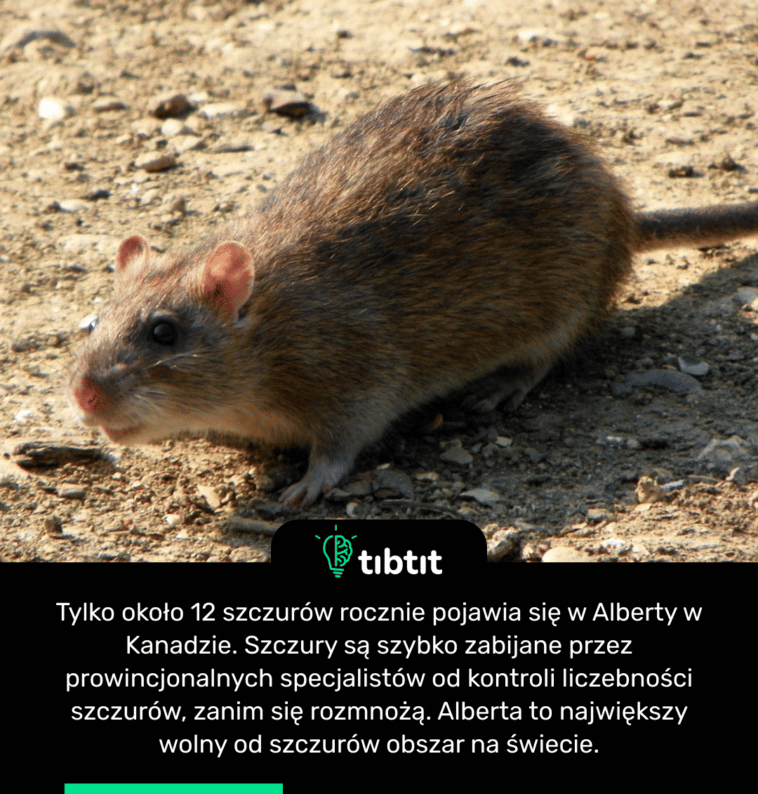 Tylko około 12 szczurów rocznie pojawia się w Alberty w Kanadzie. Szczury są szybko zabijane przez prowincjonalnych specjalistów od kontroli liczebności szczurów, zanim się rozmnożą. Alberta to największy wolny od szczurów obszar na świecie.