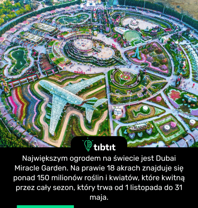 Największym ogrodem na świecie jest Dubai Miracle Garden. Na prawie 18 akrach znajduje się ponad 150 milionów roślin i kwiatów, które kwitną przez cały sezon, który trwa od 1 listopada do 31 maja.