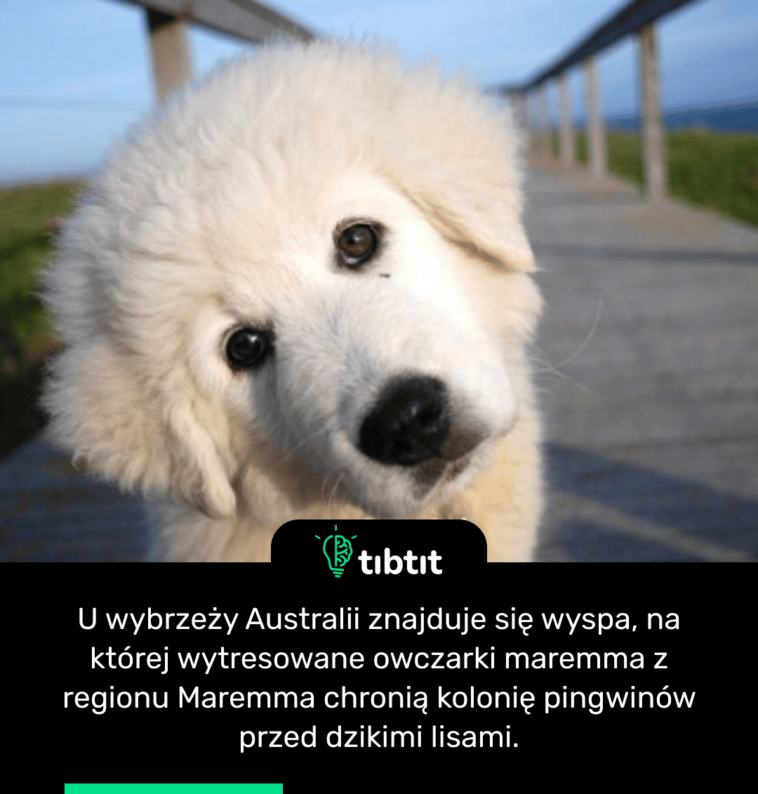 U wybrzeży Australii znajduje się wyspa, na której wytresowane owczarki maremma z regionu Maremma chronią kolonię pingwinów przed dzikimi lisami.