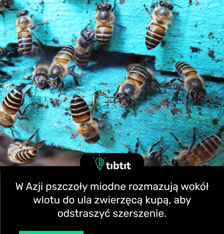 W Azji pszczoły miodne rozmazują wokół wlotu do ula zwierzęcą kupą, aby odstraszyć szerszenie.