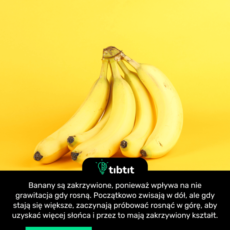 Banany są zakrzywione, ponieważ wpływa na nie grawitacja gdy rosną. Początkowo zwisają w dół, ale gdy stają się większe, zaczynają próbować rosnąć w górę, aby uzyskać więcej słońca i przez to mają zakrzywiony kształt.