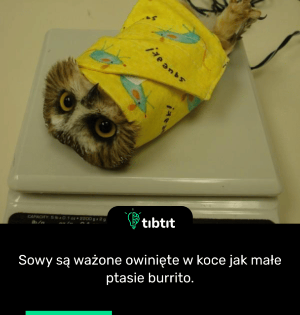Sowy są ważone owinięte w koce jak małe ptasie burrito.