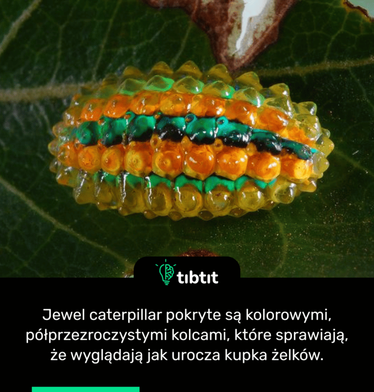 Jewel caterpillar pokryte są kolorowymi, półprzezroczystymi kolcami, które sprawiają, że wyglądają jak urocza kupka żelków.