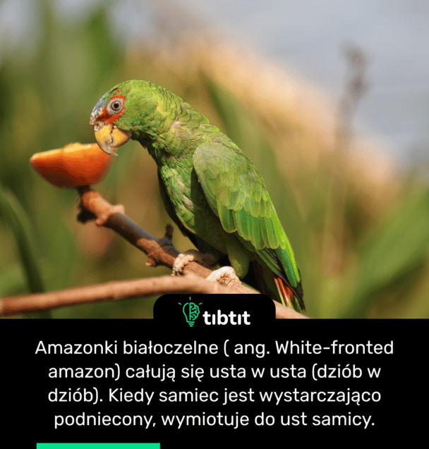 Amazonki białoczelne ( ang. White-fronted amazon) całują się usta w usta (dziób w dziób). Kiedy samiec jest wystarczająco podniecony, wymiotuje do ust samicy.