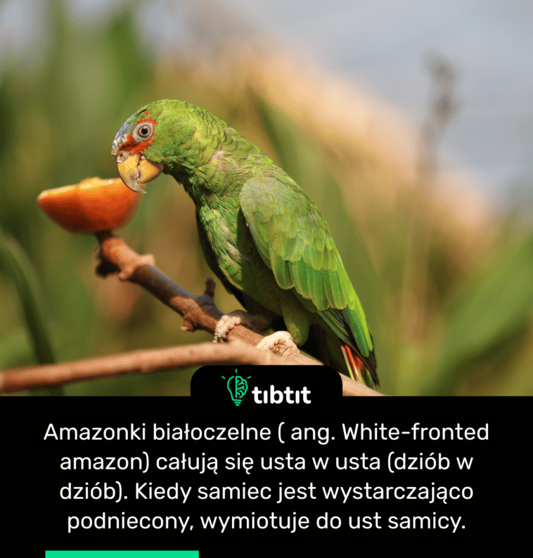 Amazonki białoczelne ( ang. White-fronted amazon) całują się usta w usta (dziób w dziób). Kiedy samiec jest wystarczająco podniecony, wymiotuje do ust samicy.