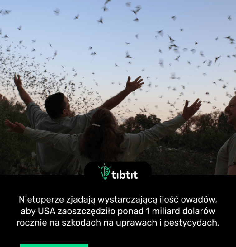 Nietoperze zjadają wystarczającą ilość owadów, aby USA zaoszczędziło ponad 1 miliard dolarów rocznie na szkodach na uprawach i pestycydach.