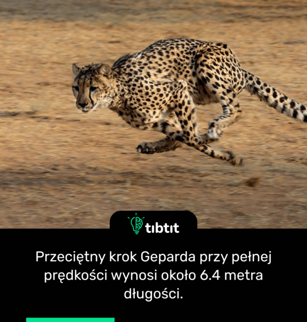 Przeciętny krok Geparda przy pełnej prędkości wynosi około 6.4 metra długości.