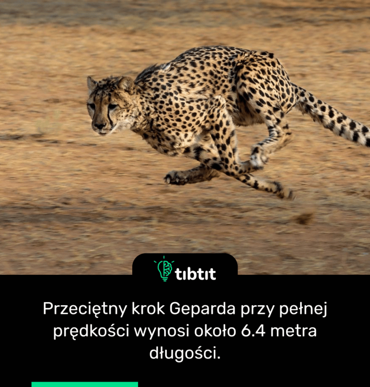 Przeciętny krok Geparda przy pełnej prędkości wynosi około 6.4 metra długości.