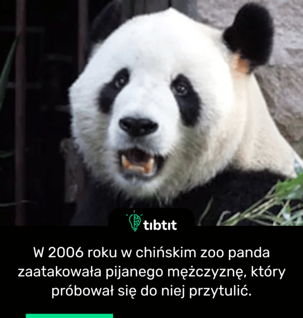 W 2006 roku w chińskim zoo panda zaatakowała pijanego mężczyznę, który próbował się do niej przytulić.