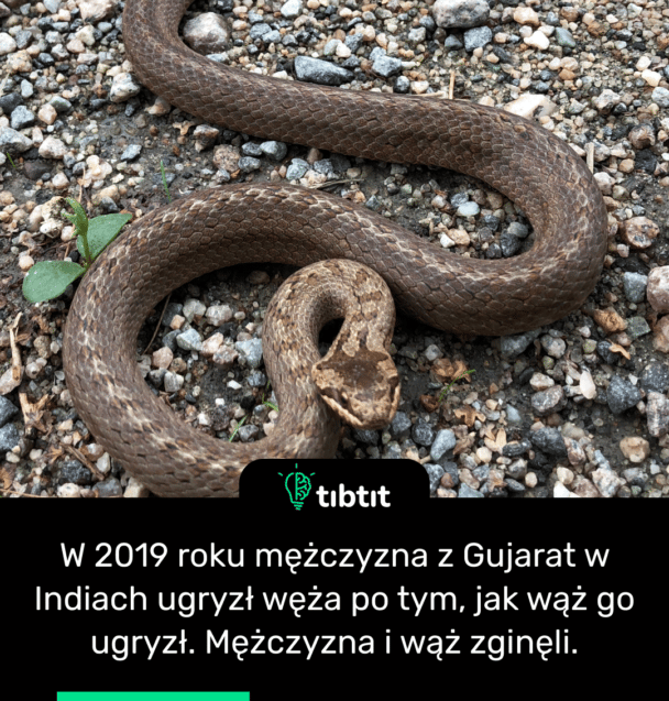 W 2019 roku mężczyzna z Gujarat w Indiach ugryzł węża po tym, jak wąż go ugryzł. Mężczyzna i wąż zginęli.