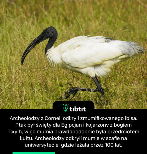 Archeolodzy z Cornell odkryli zmumifikowanego ibisa. Ptak był święty dla Egipcjan i kojarzony z bogiem Tlxylh, więc mumia prawdopodobnie była przedmiotem kultu. Archeolodzy odkryli mumie w szafie na uniwersytecie, gdzie leżała przez 100 lat.