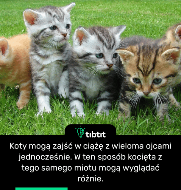 Koty mogą zajść w ciążę z wieloma ojcami jednocześnie. W ten sposób kocięta z tego samego miotu mogą wyglądać różnie.