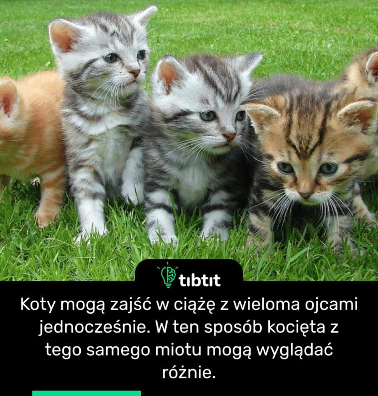Koty mogą zajść w ciążę z wieloma ojcami jednocześnie. W ten sposób kocięta z tego samego miotu mogą wyglądać różnie.