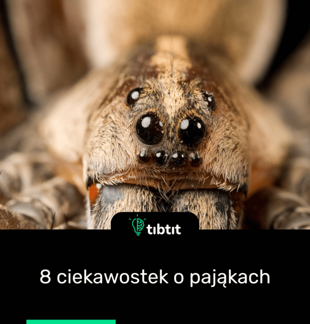 8 ciekawostek o pająkach