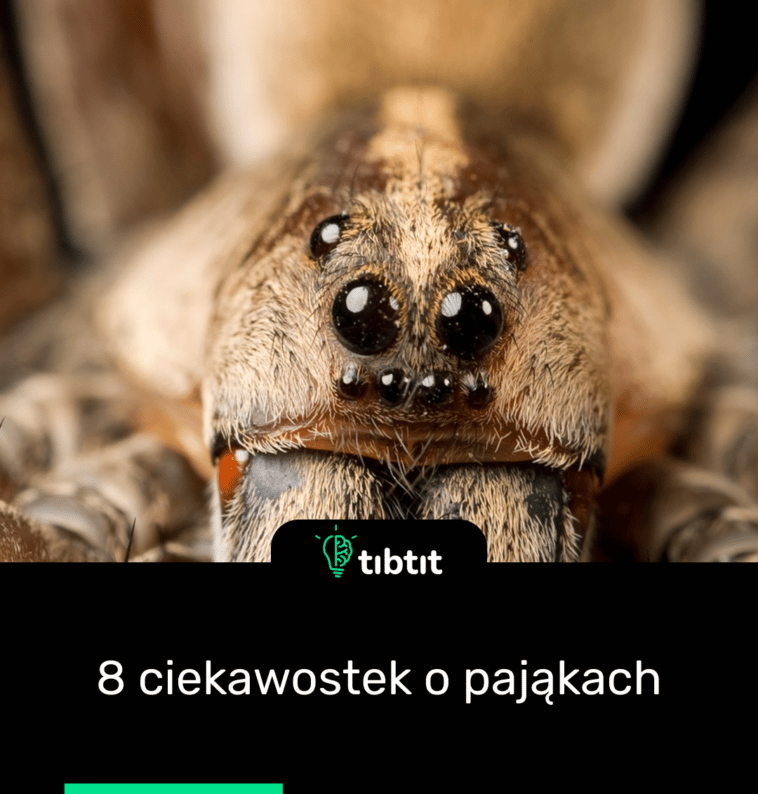 8 ciekawostek o pająkach
