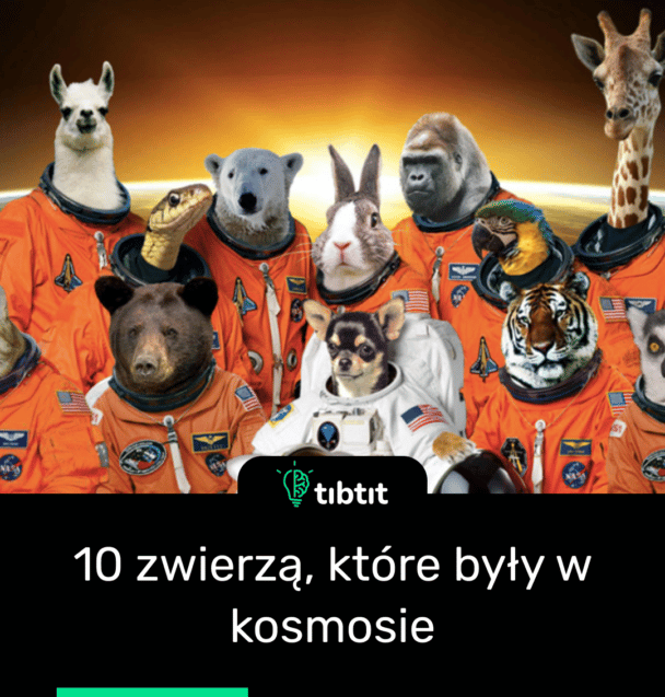 10 zwierzą, które były w kosmosie