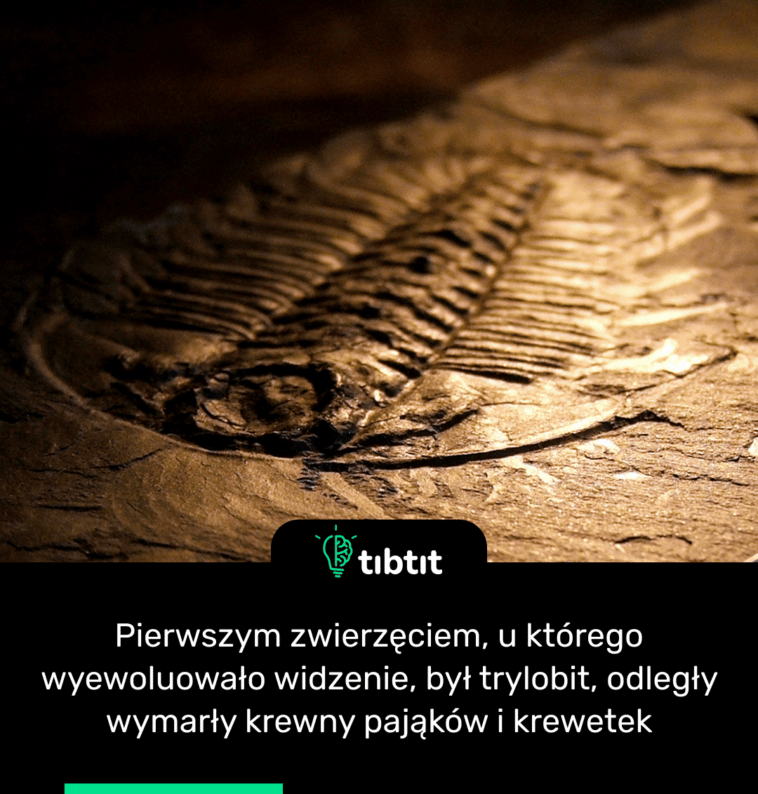 Pierwszym zwierzęciem, u którego wyewoluowało widzenie, był trylobit, odległy wymarły krewny pająków i krewetek