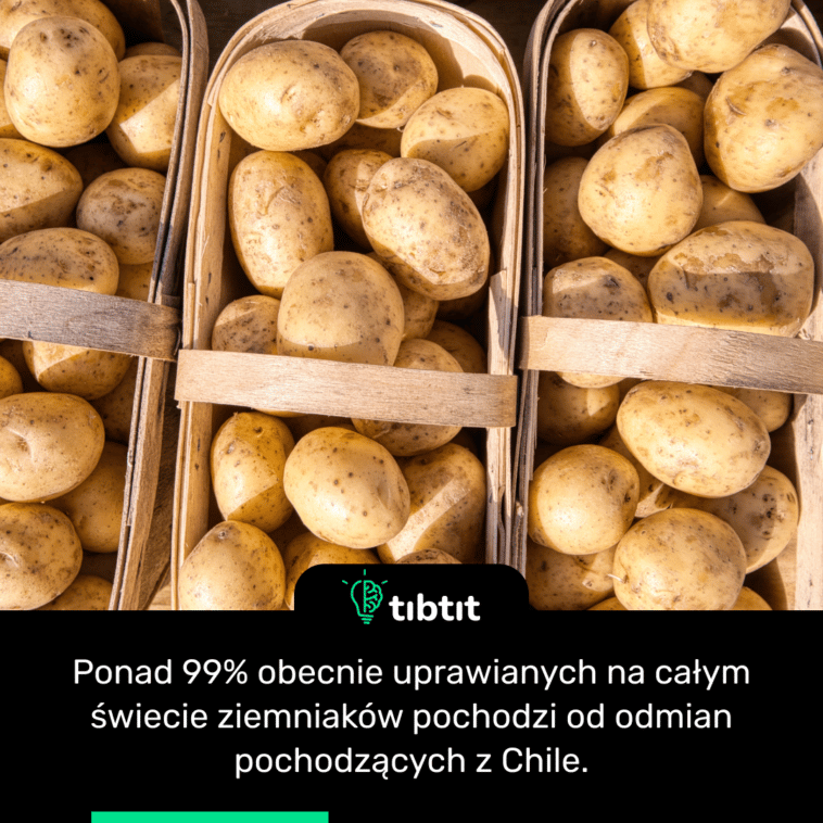 Ponad 99% obecnie uprawianych na całym świecie ziemniaków pochodzi od odmian pochodzących z Chile.