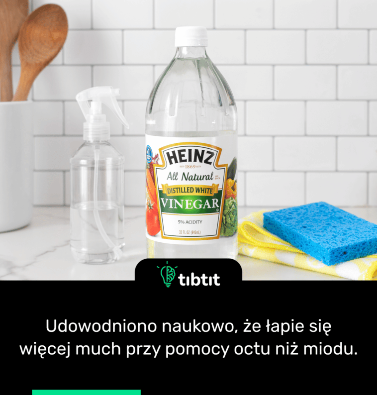 Udowodniono naukowo, że łapie się więcej much przy pomocy octu niż miodu.