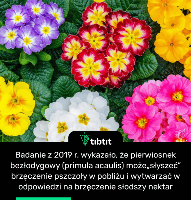 Badanie z 2019 r. wykazało, że pierwiosnek bezłodygowy (primula acaulis) może„słyszeć” brzęczenie pszczoły w pobliżu i wytwarzać w odpowiedzi na brzęczenie słodszy nektar