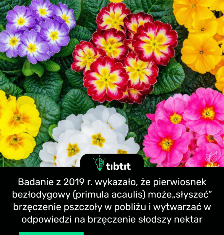 Badanie z 2019 r. wykazało, że pierwiosnek bezłodygowy (primula acaulis) może„słyszeć” brzęczenie pszczoły w pobliżu i wytwarzać w odpowiedzi na brzęczenie słodszy nektar