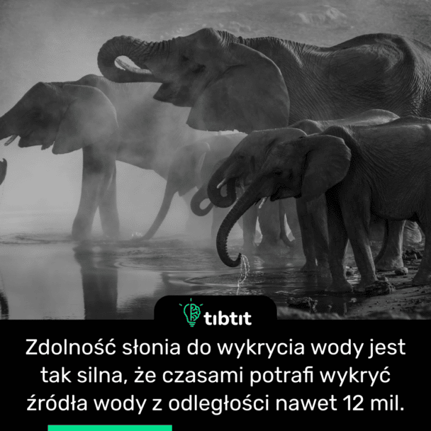 Zdolność słonia do wykrycia wody jest tak silna, że czasami potrafi wykryć źródła wody z odległości nawet 12 mil.