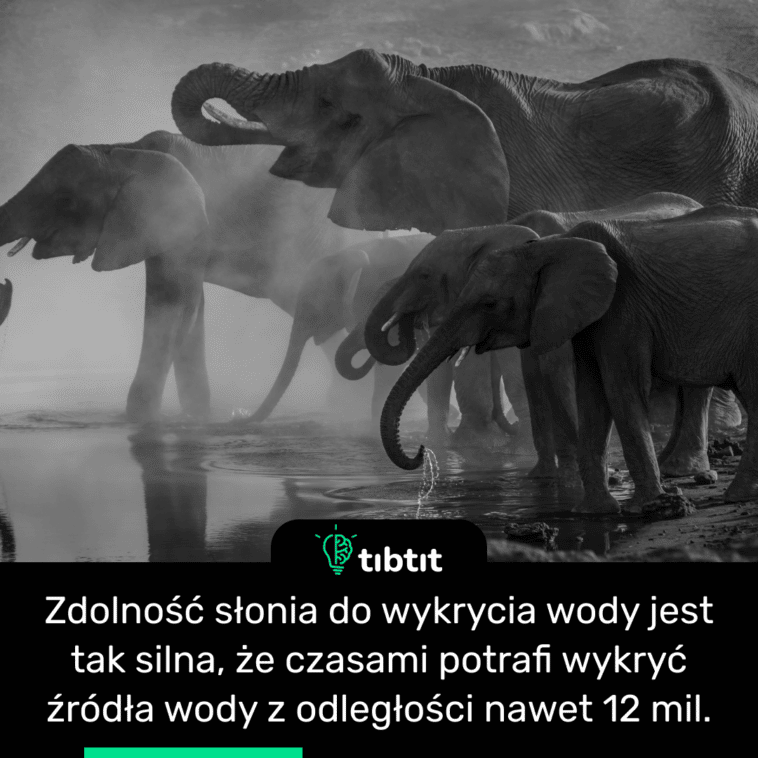 Zdolność słonia do wykrycia wody jest tak silna, że czasami potrafi wykryć źródła wody z odległości nawet 12 mil.