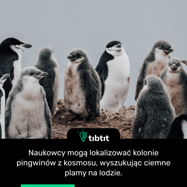 Naukowcy mogą lokalizować kolonie pingwinów z kosmosu, wyszukując ciemne plamy na lodzie.