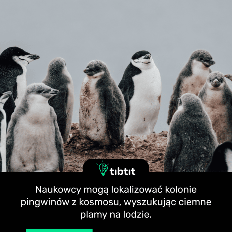 Naukowcy mogą lokalizować kolonie pingwinów z kosmosu, wyszukując ciemne plamy na lodzie.