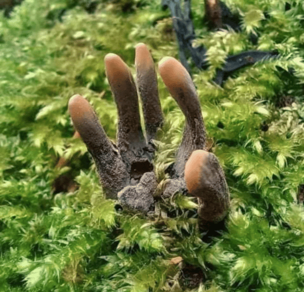 Okaz Xylaria polymorpha, powszechnie znany jako palce umarlaka