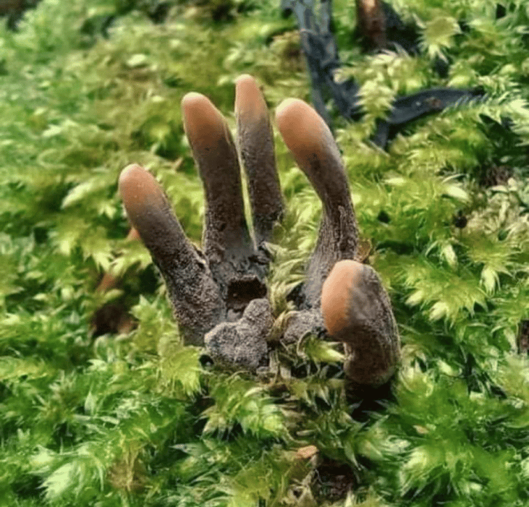Okaz Xylaria polymorpha, powszechnie znany jako palce umarlaka