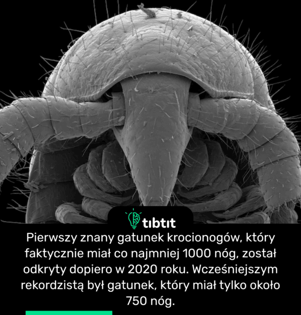 Pierwszy znany gatunek krocionogów, który faktycznie miał co najmniej 1000 nóg, został odkryty dopiero w 2020 roku. Wcześniejszym rekordzistą był gatunek, który miał tylko około 750 nóg.