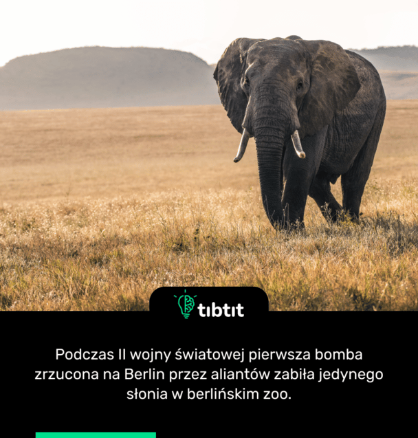 Podczas II wojny światowej pierwsza bomba zrzucona na Berlin przez aliantów zabiła jedynego słonia w berlińskim zoo.