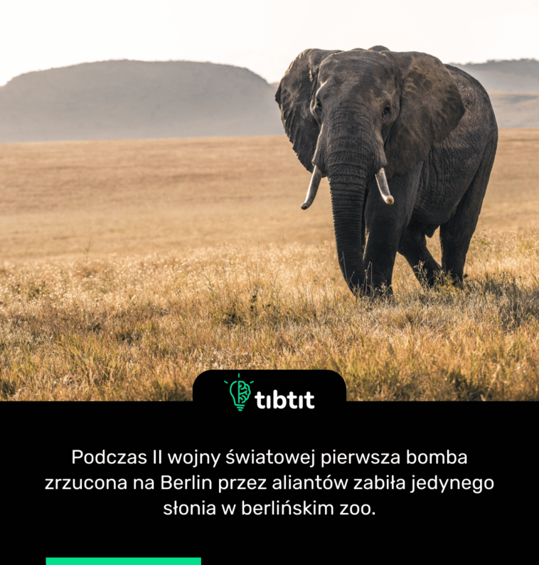 Podczas II wojny światowej pierwsza bomba zrzucona na Berlin przez aliantów zabiła jedynego słonia w berlińskim zoo.