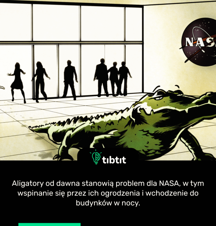 Aligatory od dawna stanowią problem dla NASA, w tym wspinanie się przez ich ogrodzenia i wchodzenie do budynków w nocy.