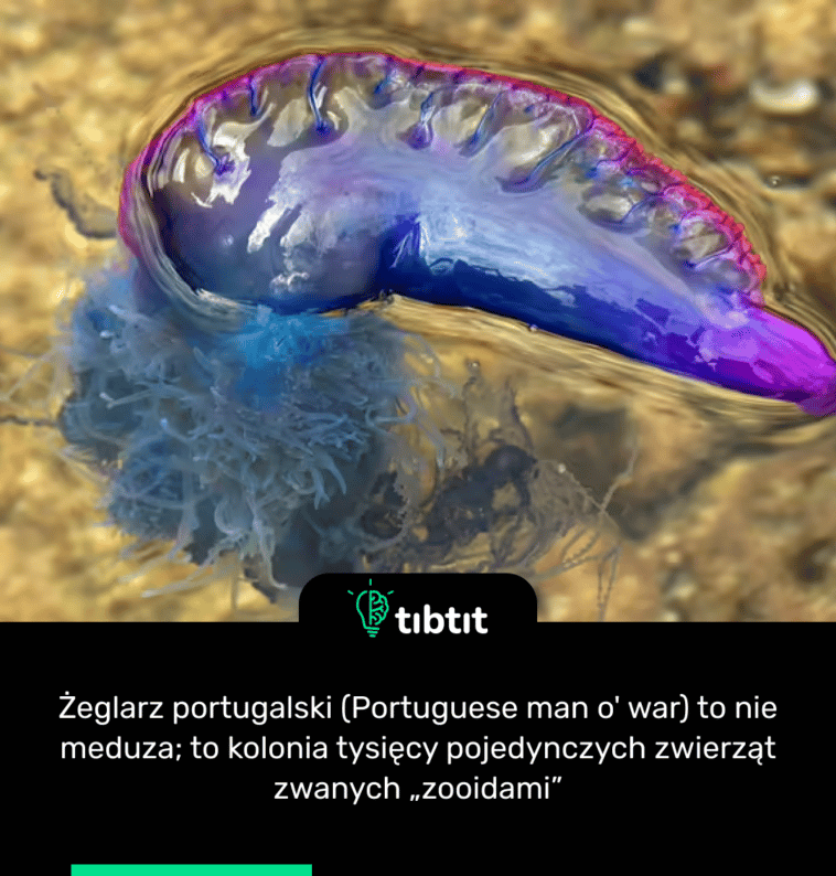 Żeglarz portugalski (Portuguese man o' war) to nie meduza; to kolonia tysięcy pojedynczych zwierząt zwanych „zooidami”