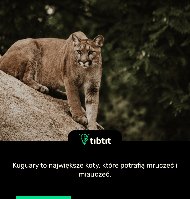 Kuguary to największe koty, które potrafią mruczeć i miauczeć.