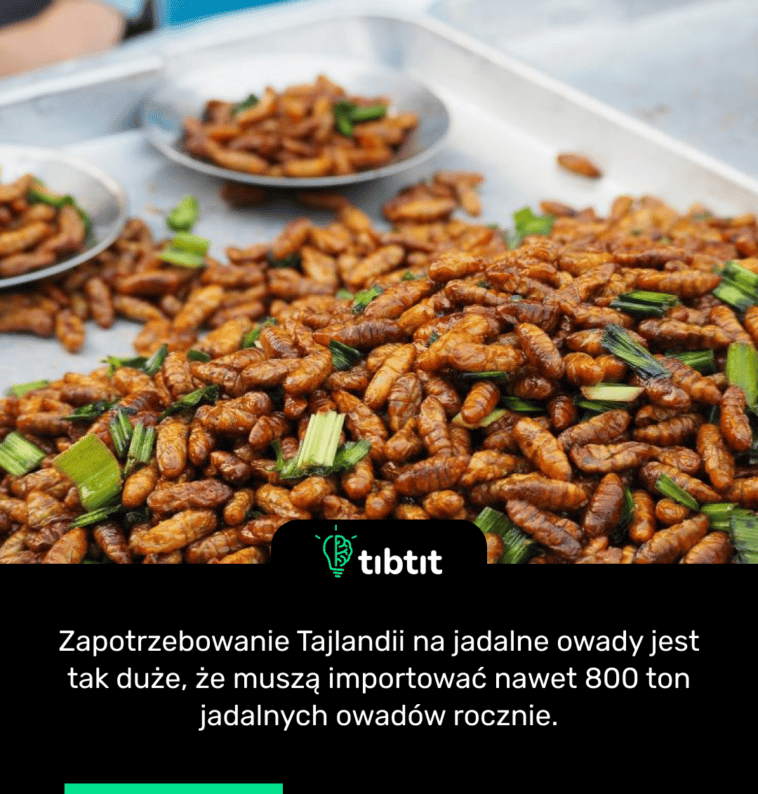 Zapotrzebowanie Tajlandii na jadalne owady jest tak duże, że muszą importować nawet 800 ton jadalnych owadów rocznie.
