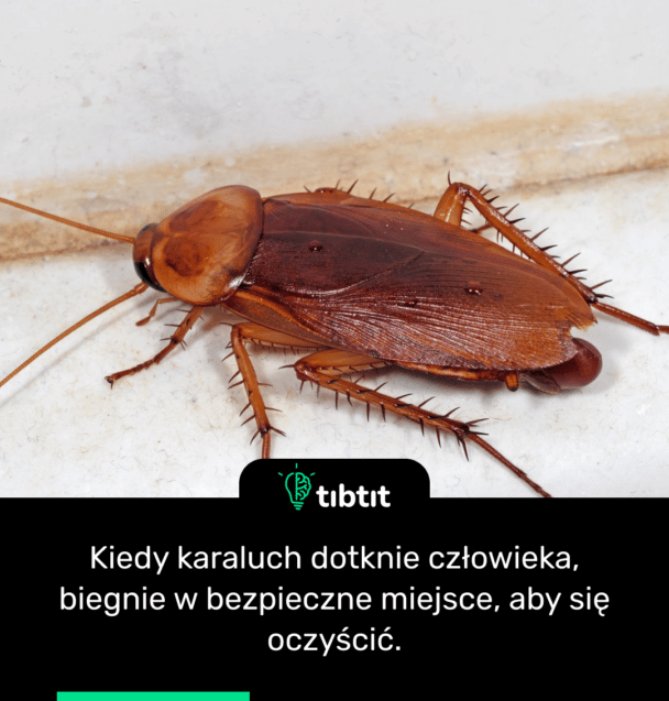 Kiedy karaluch dotknie człowieka, biegnie w bezpieczne miejsce, aby się oczyścić.