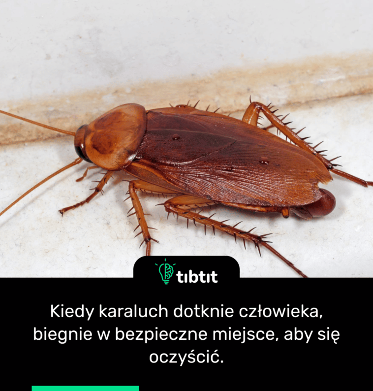 Kiedy karaluch dotknie człowieka, biegnie w bezpieczne miejsce, aby się oczyścić.