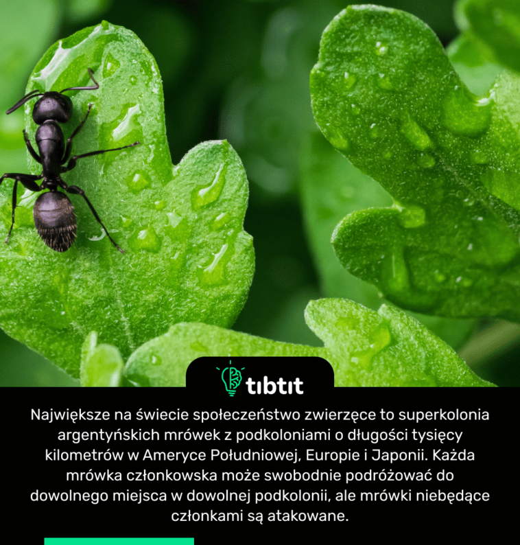 Największe na świecie społeczeństwo zwierzęce to superkolonia argentyńskich mrówek z podkoloniami o długości tysięcy kilometrów w Ameryce Południowej, Europie i Japonii. Każda mrówka członkowska może swobodnie podróżować do dowolnego miejsca w dowolnej podkolonii, ale mrówki niebędące członkami są atakowane.