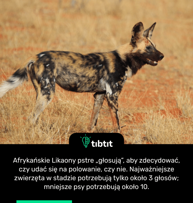 Afrykańskie Likaony pstre „głosują”, aby zdecydować, czy udać się na polowanie, czy nie. Najważniejsze zwierzęta w stadzie potrzebują tylko około 3 głosów; mniejsze psy potrzebują około 10.