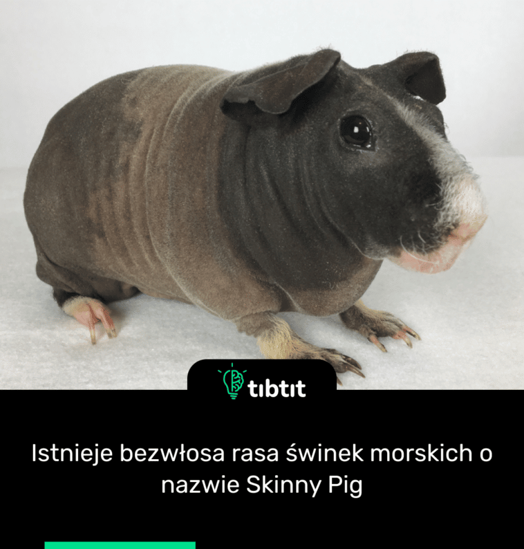 Istnieje bezwłosa rasa świnek morskich o nazwie Skinny Pig