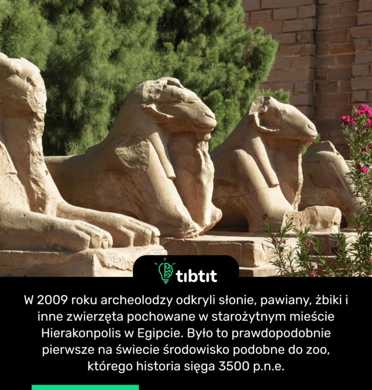 W 2009 roku archeolodzy odkryli słonie, pawiany, żbiki i inne zwierzęta pochowane w starożytnym mieście Hierakonpolis w Egipcie. Było to prawdopodobnie pierwsze na świecie środowisko podobne do zoo, którego historia sięga 3500 p.n.e.